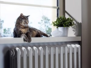 Cat on window ledge above a radiator